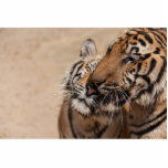 tiger, tigers, thailand, peter, sollner, temple, - party travel