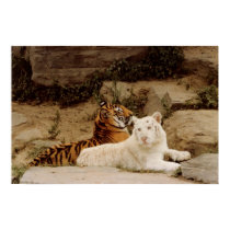 Tigers posters