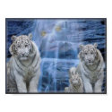 tigers retreat posters by ALEXJO40 tigers retreat posters