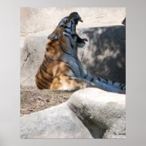 Tigers Roar Print