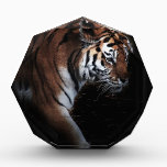 Tigers search awards