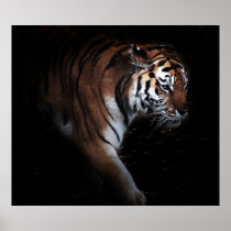 Tigers search poster