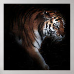 Tigers search poster