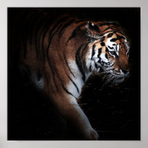 Tigers search poster