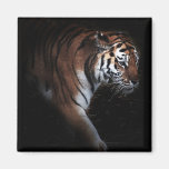 Tigers search refrigerator magnet