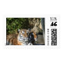 Tigers Together Postage Stamps