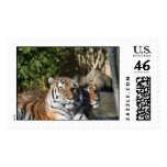 Tigers Together Postage Stamps
