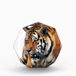 Tigers wild life awards