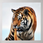 Tigers wild life poster