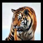 Tigers wild life poster posters