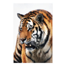 Tigers wild life stationery design
