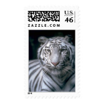 tigerslions 007.jpg postage by Snozer tigerslions 007.jpg postage