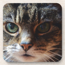 Tiggy. Coasters