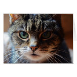 Tiggy. Greeting Card