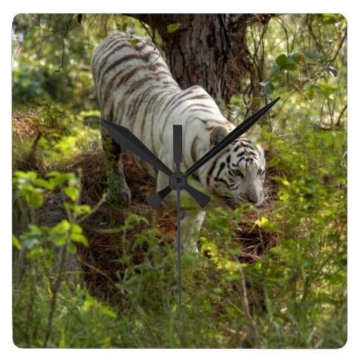Tigre blanco 010