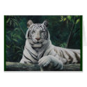 tigre blanco cards