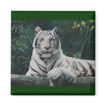 tigre blanco magnets
