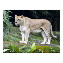 Tigre blanco postales