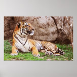 Tigre malayo 3 impresiones