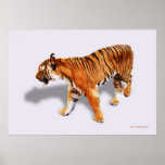 TIGRE POSTER
