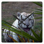 Tigres blancos 6170e