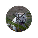 Tigres blancos 6170e