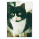 "Tiki Catloaf" cards