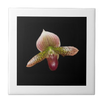 Tile, Lady Slipper Orchid tiles