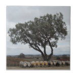 Tile: Oak and Barrels at Doce Robles Vineyard