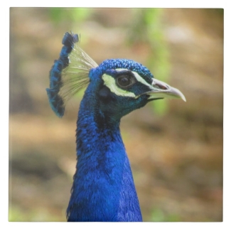 Tile - Peacock Portrait