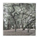 Tile - Serene Woods on Campus