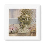 Tillandsia Fridge Magnets