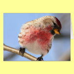 Tilting Redpoll Greeting Card cards