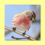 Tilting Redpoll Magnet magnets