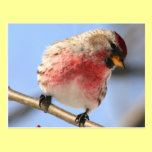 Tilting Redpoll Postcard postcards