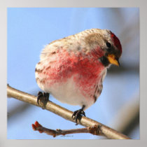 Tilting Redpoll Poster