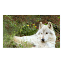 Timber or Gray wolf Business Card Template