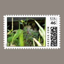 Timber Peeking postage