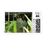 Timber Peeking Stamp