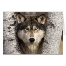 Timber wolf by Jim Zuckerman Greeting Cards