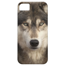 Timber wolf by Jim Zuckerman iPhone 5 Case