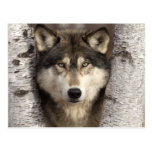 Timber wolf by Jim Zuckerman Postcards