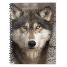 Timber wolf by Jim Zuckerman Spiral Notebook