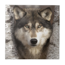 Timber wolf by Jim Zuckerman Tile