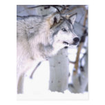 Timber Wolf, Canis lupus, Movie Animal Utah) Postcards