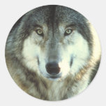 Timber-Wolf from JungleWalk.com Round Sticker