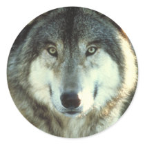 Timber-Wolf from JungleWalk.com Stickers