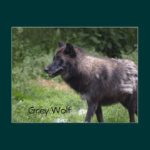Timber Wolf Grey Wolf Wild Animal Postcard postcards