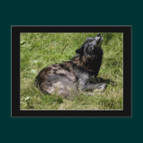 Timber Wolf Grey Wolf Wild Animal Postcards