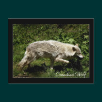 Timber Wolf Grey Wolf Wild Animal Postcards postcards